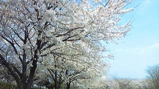 100410_123954.jpg