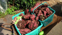 DSC00736.jpg