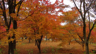 DSC01104.jpg