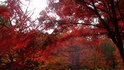 DSC01128.jpg