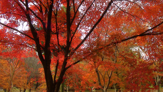 DSC01129.jpg
