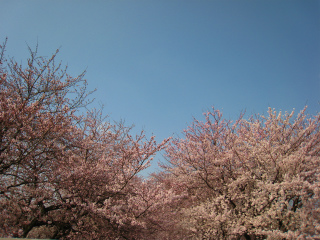IMG_0460.jpg